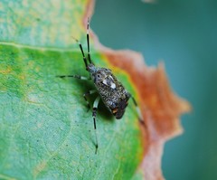 Eurystylus coelestialium