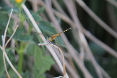 Erythrodiplax nigricans