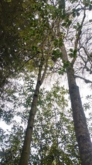 Cinchona officinalis