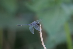 Erythrodiplax nigricans