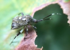 Eurystylus coelestialium