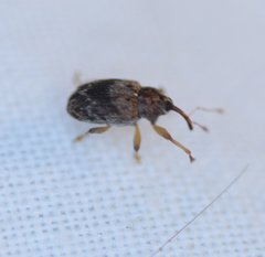Lignyodes bischoffi
