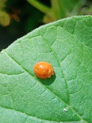 Chilocorus circumdatus