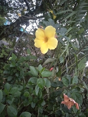 Allamanda cathartica