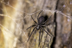 Badumna longinqua