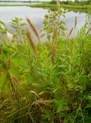 Elymus virginicus halophilus