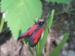 Zygaena osterodensis