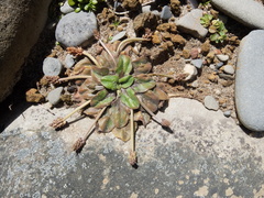 Plantago raoulii