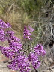 Comesperma