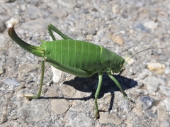 Polysarcus denticauda
