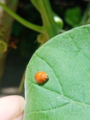 Chilocorus circumdatus