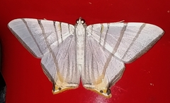 Phrygionis platinata