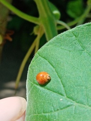 Chilocorus circumdatus
