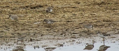 Calidris minutilla