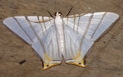 Phrygionis platinata