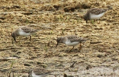 Calidris minutilla