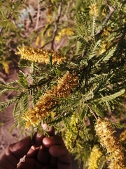 Prosopis tamarugo