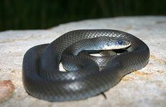 Coluber constrictor constrictor