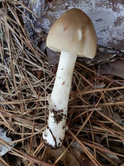 Amanita sinicoflava