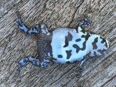 Pseudophryne bibronii