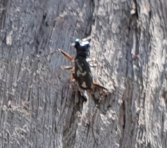Distipsidera undulata