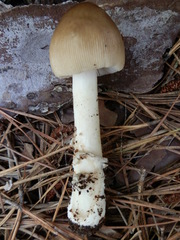 Amanita sinicoflava
