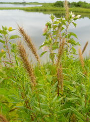 Elymus virginicus halophilus