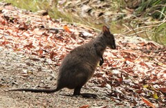 Thylogale stigmatica