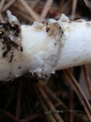 Amanita sinicoflava