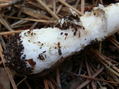Amanita sinicoflava