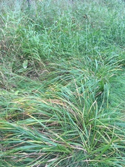 Scirpus atrovirens