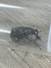 Eutyrhinus meditabundus