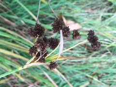 Scirpus atrovirens