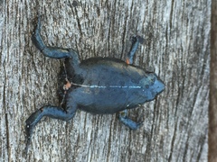 Pseudophryne bibronii