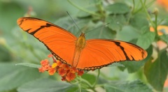 Dryas iulia moderata