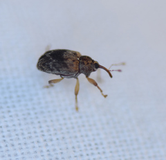 Lignyodes bischoffi
