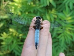 Libellula fulva