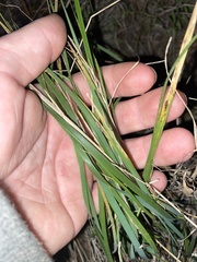 Carex planostachys