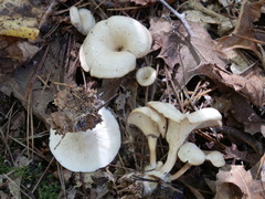 Singerocybe