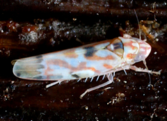 Erythroneura octonotata