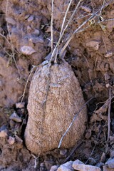 Ibervillea tenuisecta