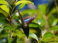 Archaeoprepona demophoon