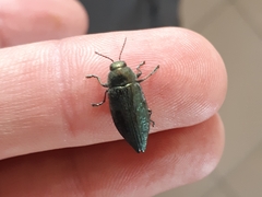 Buprestinae