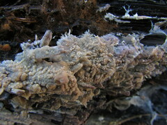 Radulomyces confluens