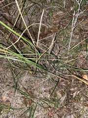 Carex planostachys