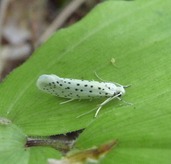 Yponomeuta multipunctella