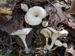 Singerocybe