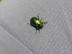 Chrysolinina