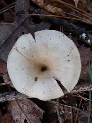 Singerocybe