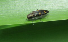 Nascioides enysi